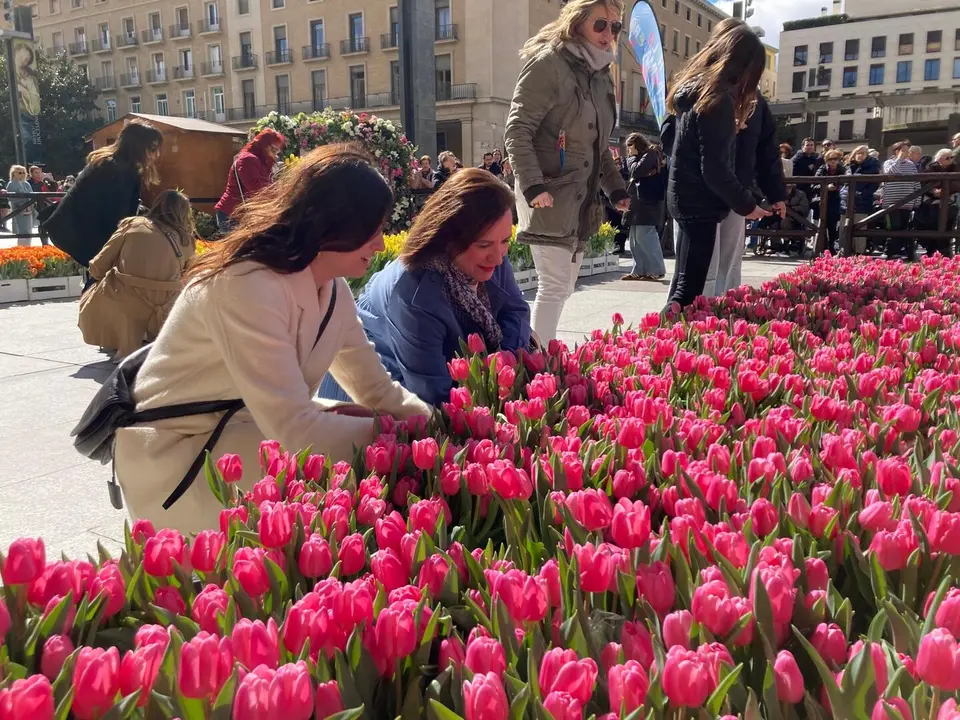 Tulipanes en la Plaza del Pilar