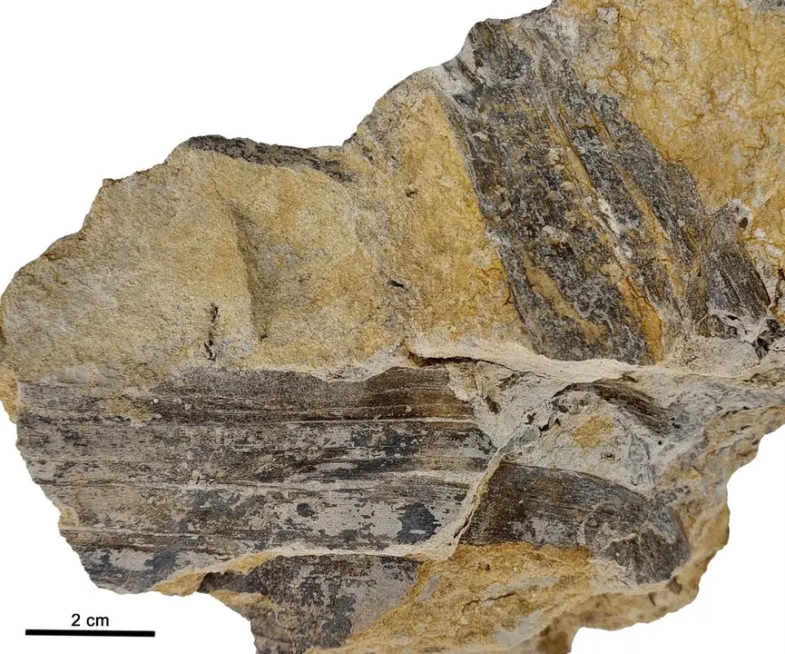 Cuatro fragmentos de hojas del g&eacute;nero Desmiophyllum del Barremiense de Galve (Teruel). - GOBIERNO DE ARAG&Oacute;N