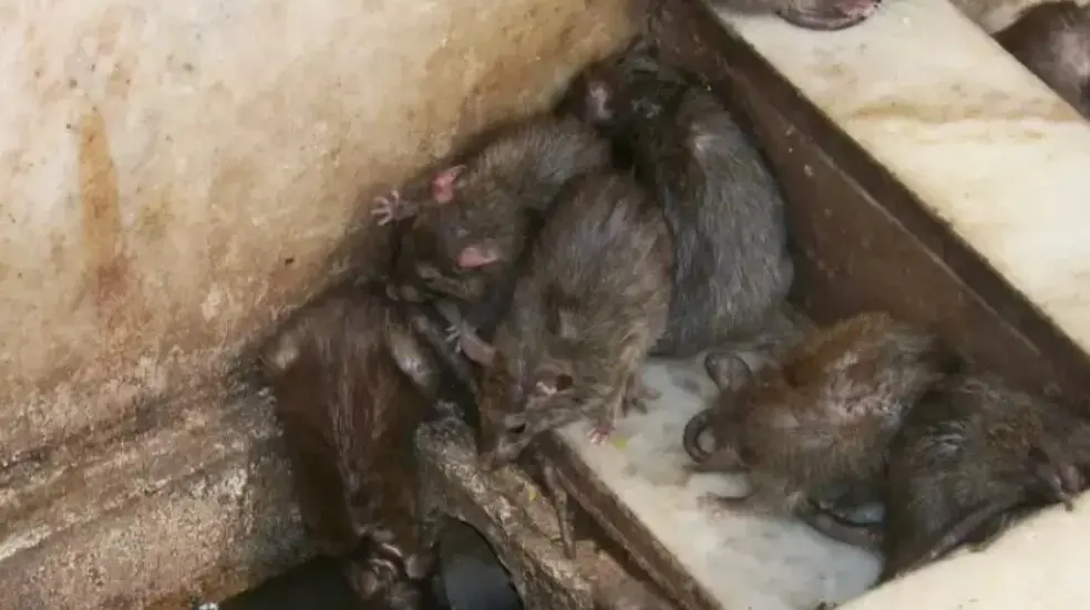 Presencia de ratas en Zaragoza