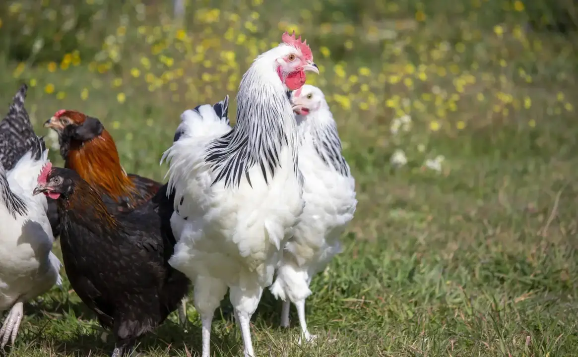 &iquest;Las gallinas predicen el tiempo? El refr&aacute;n aragon&eacute;s que casi nadie conoce