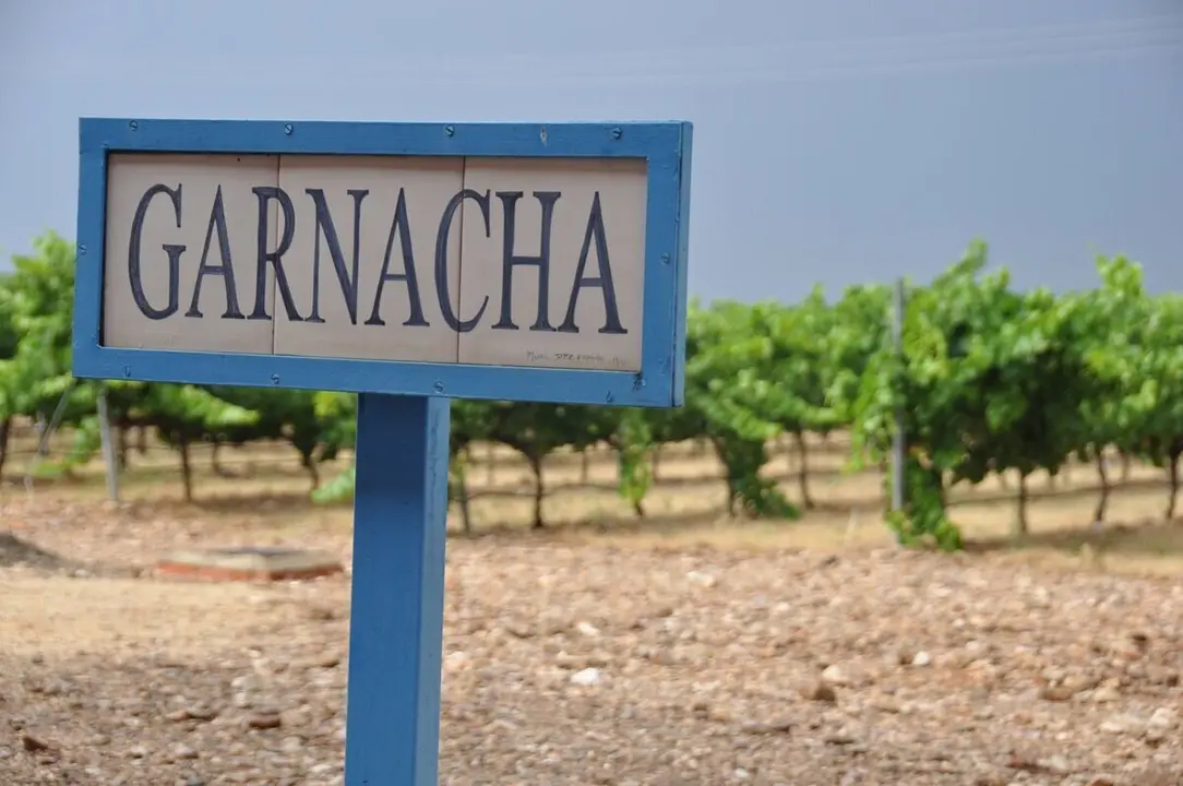 Campo de garnachas en la Denominaci&oacute;n de Origen Cari&ntilde;ena. - DO CARI&Ntilde;ENA