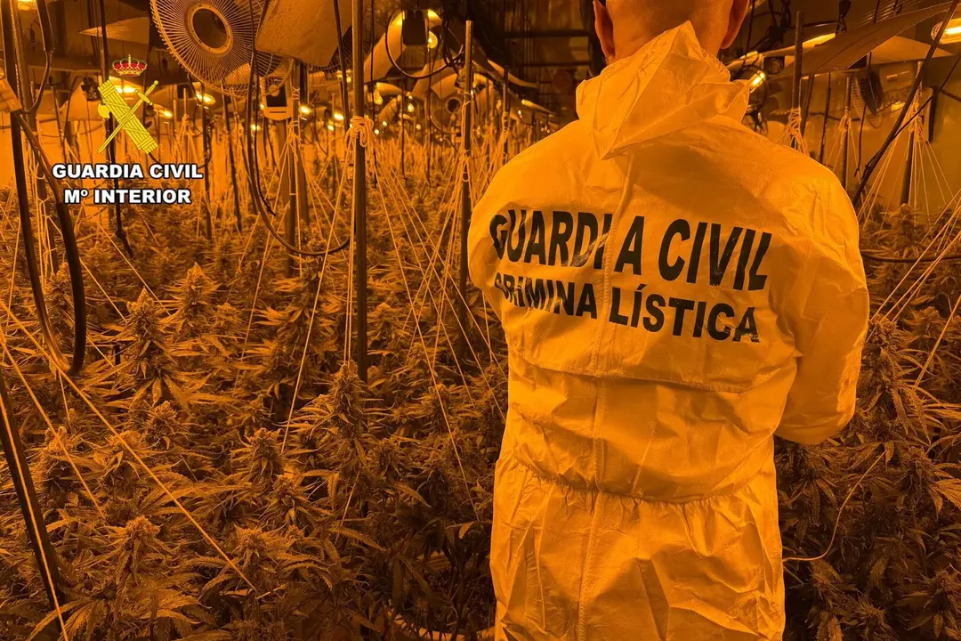 Plantaci&oacute;n interior de marihuana. - GUARDIA CIVIL