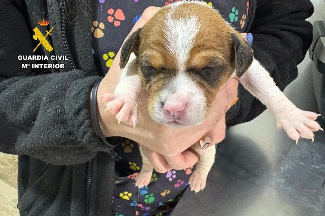 Uno de los cachorros abandonados. - GUARDIA CIVIL