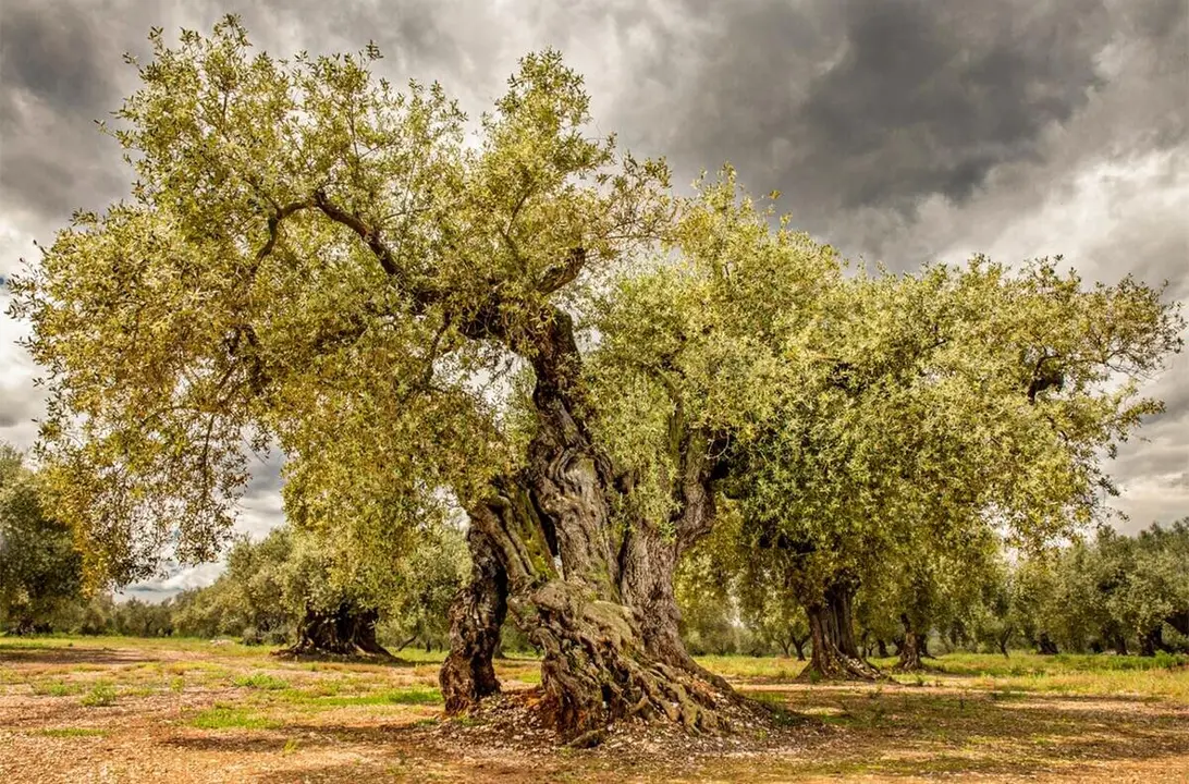 El pueblo cerca de Arag&oacute;n con cientos de olivos milenarios y un castillo de postal