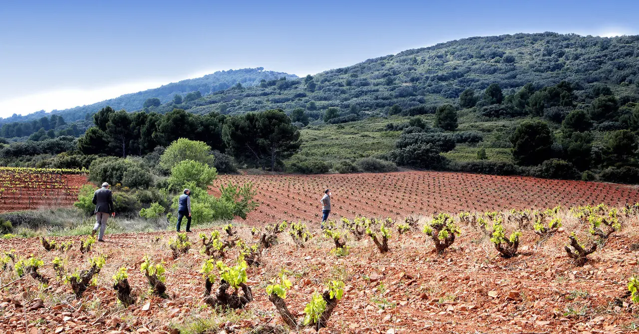 Vi&ntilde;edos de Bodegas Aragonesas, en la DO Borja.