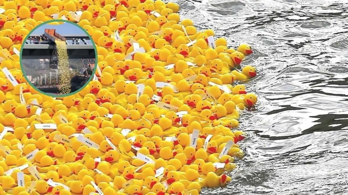 Estropatada, patitos de goma en el r&iacute;o Ebro / V&iacute;a Estropatada