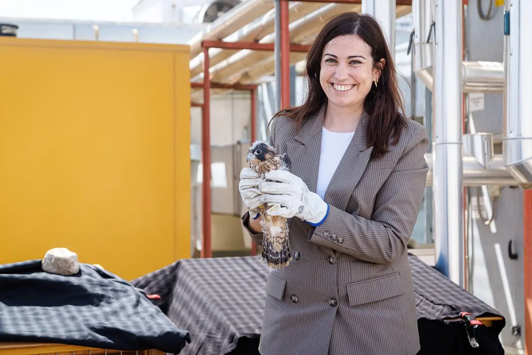 La azotea de Etopia acoge tres nuevos polluelos de halc&oacute;n peregrino.