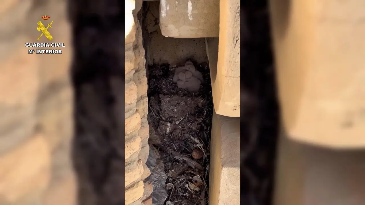 Nido de cern&iacute;calos en una torre del Pilar / V&iacute;a Guardia Civil
