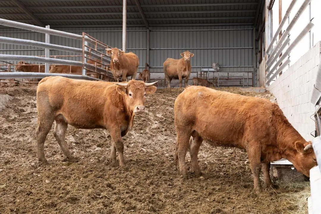 rchivo - El Gobierno central destina 850.000 euros a Arag&oacute;n para programas de sanidad vegetal y animal.
- FABIAN SIMON - Archivo
