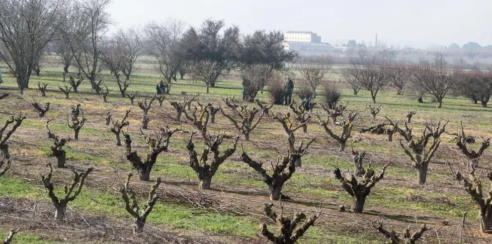 Cultivos en Arag&oacute;n./ Fabi&aacute;n Sim&oacute;n