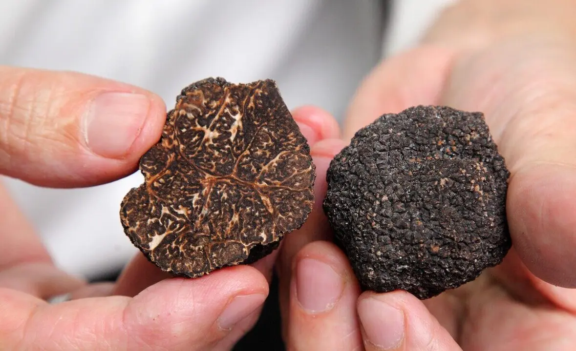 Trufa negra. / Aragonalimentos
