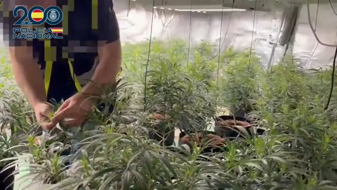 Macroplantaci&oacute;n de marihuana. / POLIC&Iacute;A LOCAL