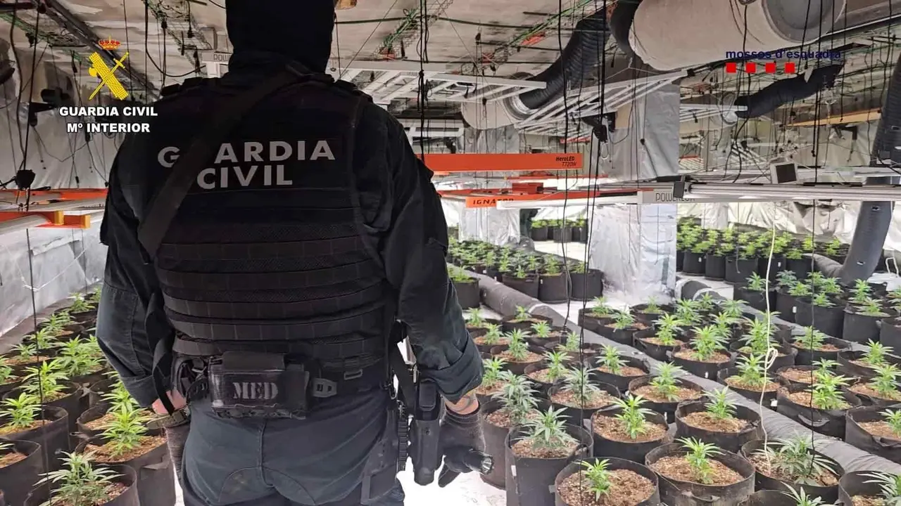 Red de cannabis desmantelada en Arag&oacute;n y Catalu&ntilde;a / E.Press