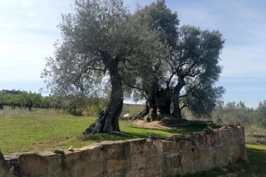 Olivera del Nadal, Colungo ./ Gobierno de Arag&oacute;n