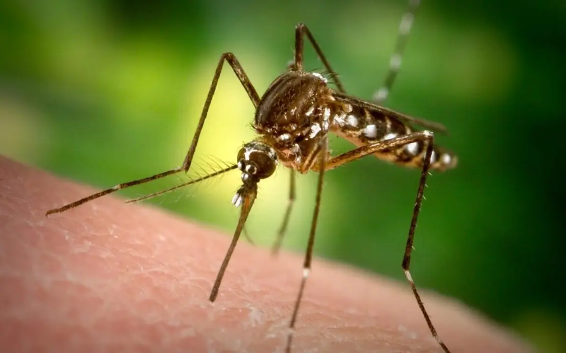 Mosquito tigre