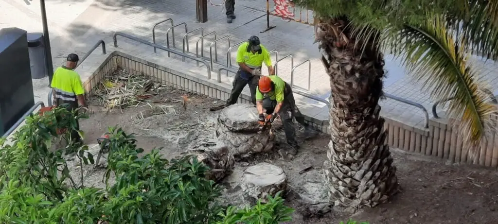 Tala de &aacute;rboles en Zaragoza. /ZeC