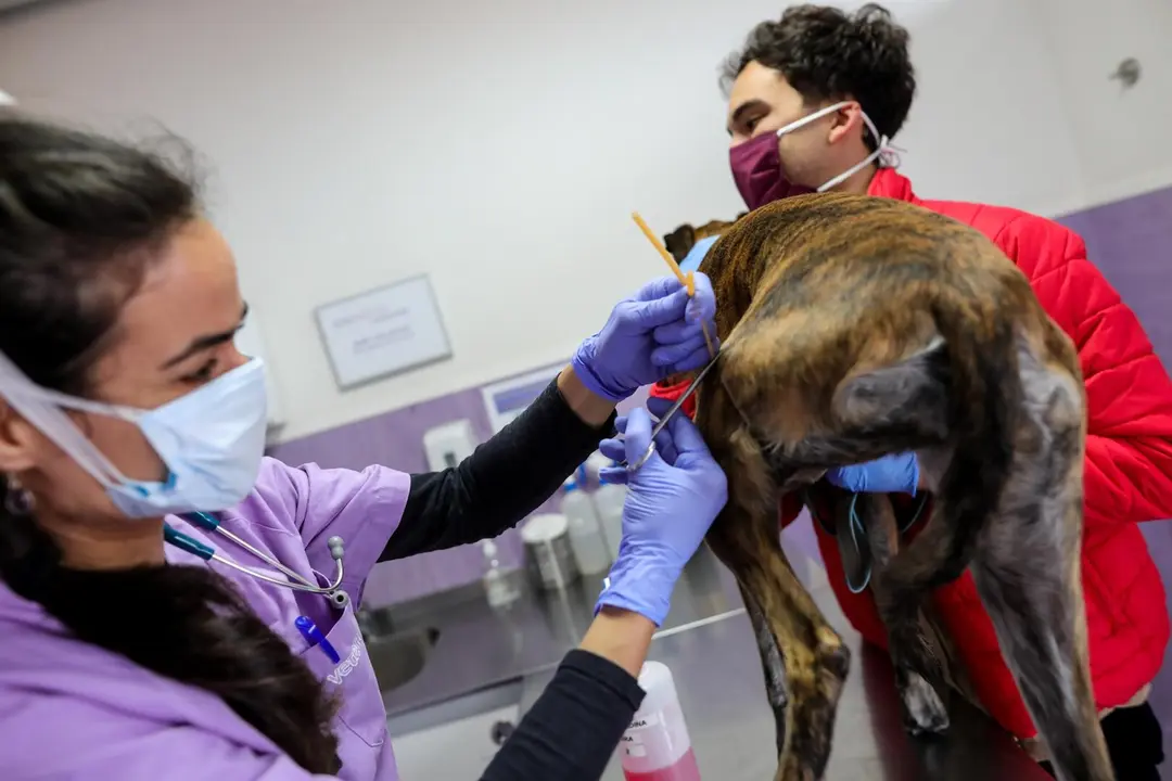 Una veterinaria atiende a un galgo. / EP