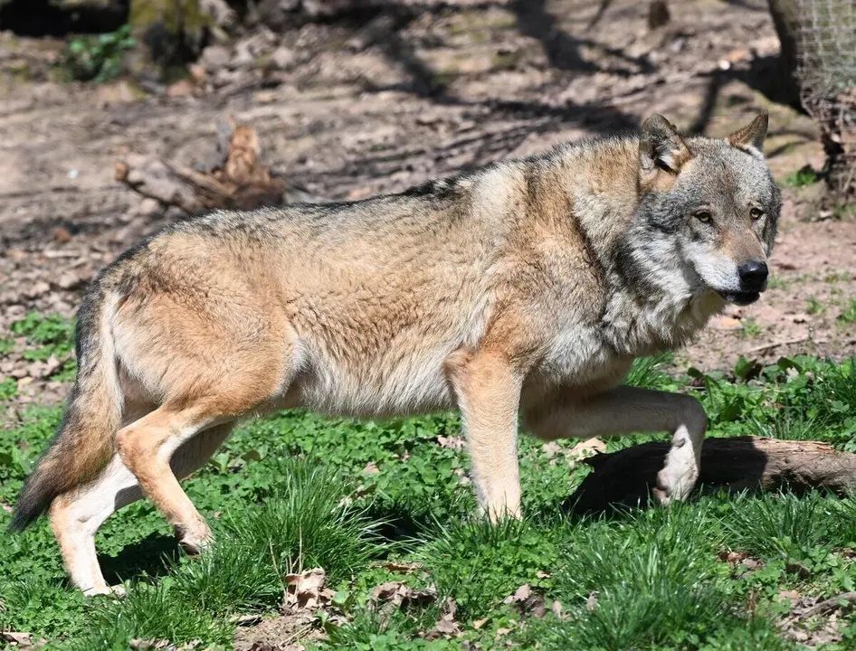 Lobo.
- Bernd Weibrod/dpa - Archivo