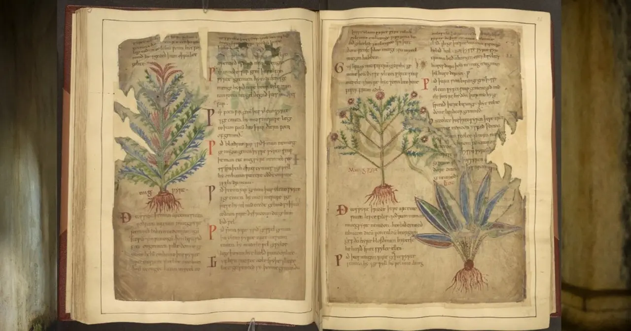 Manuscritos medievales como el MS Cotton Vitellius C III destacan usos de hierbas que reflejan las tendencias de bienestar modernas. - THE BRITISH LIBRARY