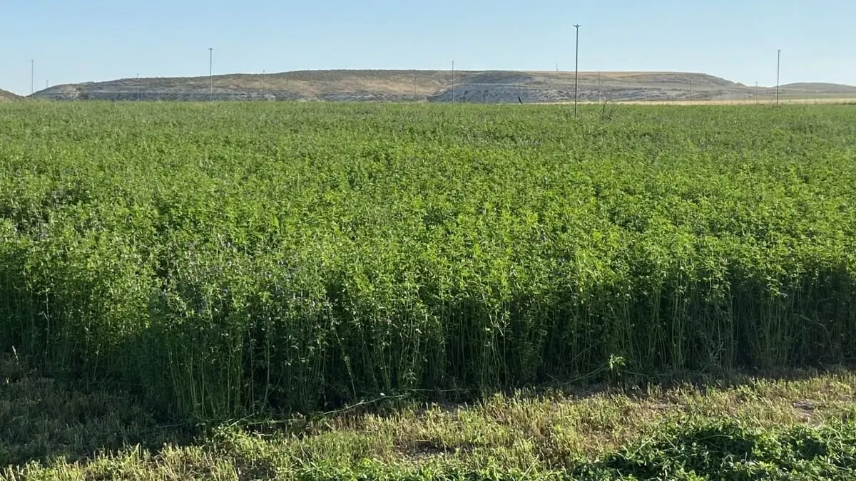 Campo de alfalfa