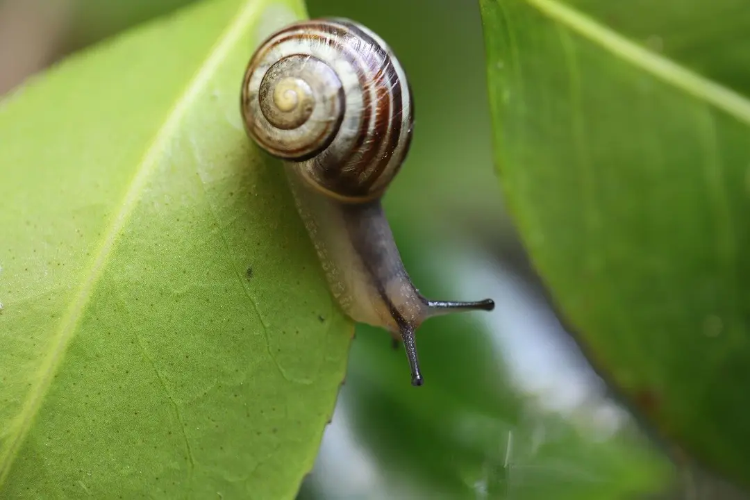 Caracol.