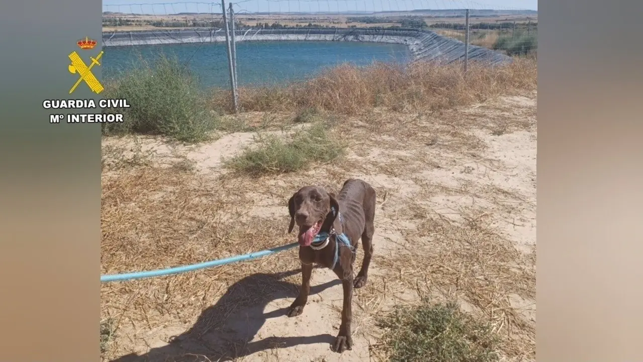 El perro rescatado. - GUARDIA CIVIL