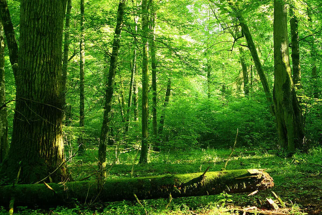 Los bosques de Europa pierden un tercio de su capacidad de absorber carbono en s&oacute;lo 10 a&ntilde;os