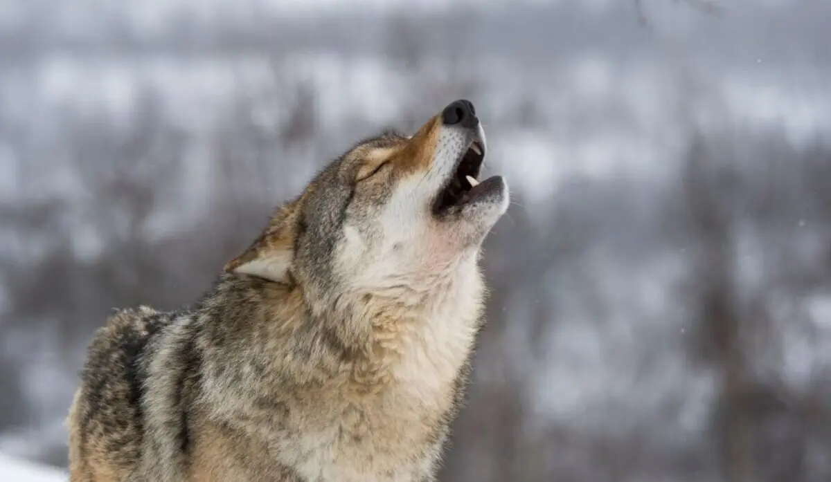 Un lobo, en una imagen de archivo [(Fotograf&iacute;a de Wolfgang Kaehler/LightRocket via Getty Images)]