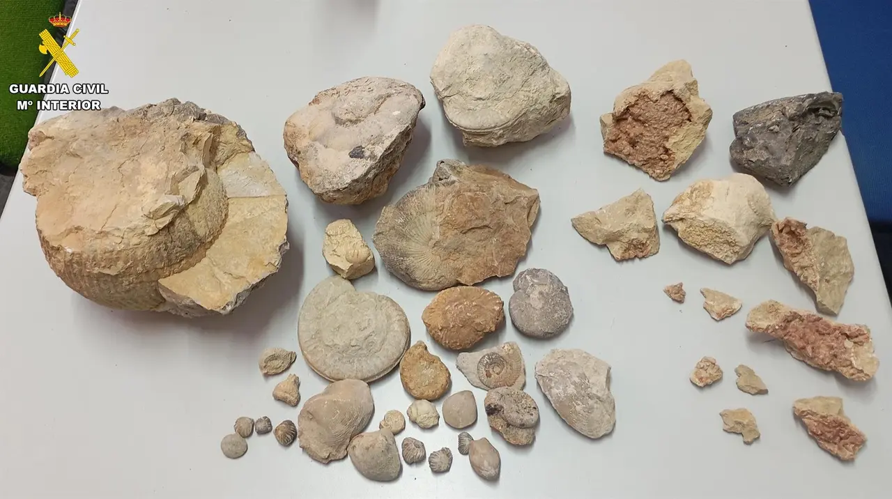 Minerales y f&oacute;siles hallados por la Guardia Civil en un caso de expolio del patrimonio natural. / GUARDIA CIVIL