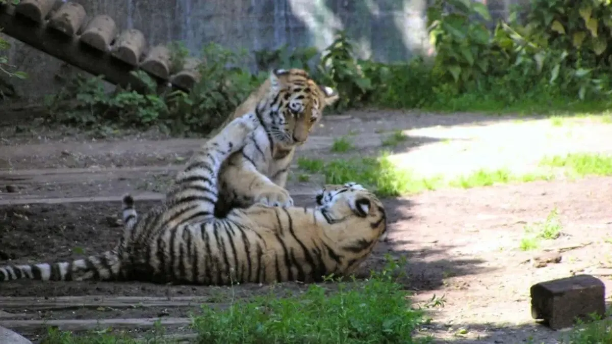 Tigres del zoo de Aalborg, Dinamarca