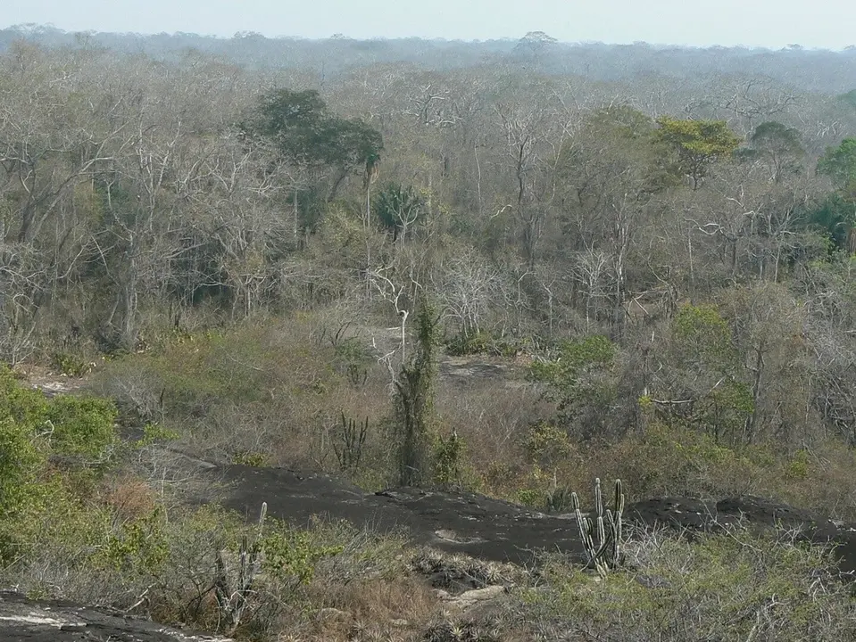 Los bosques tropicales son ecosistemas fundamentales para la diversidad y la captura del CO2 de la atm&oacute;sfera, por lo que su reducci&oacute;n agravar&iacute;a el calentamiento clim&aacute;tico. / CSIC