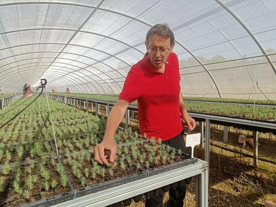 Plantas de pino de un mes de vida.
- DGA.