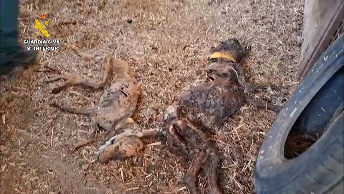 Perros hallados muertos en una finca de Azuaga
- GUARDIA CIVIL
