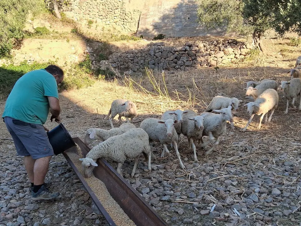 Reba&ntilde;o de ovejas. / COMARCA DEL SOMONTANO