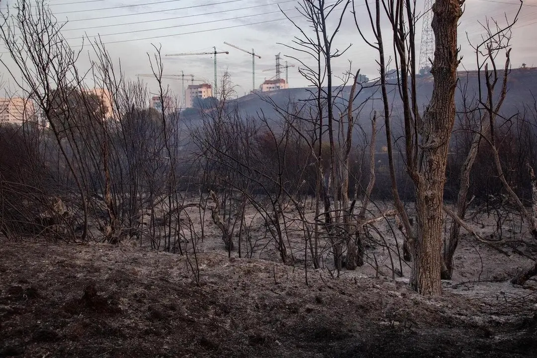 Campo quemado por el incendio, a 12 de agosto de 2025, en Tres Cantos, Madrid (Espa&ntilde;a).
- Rafael Bastante - Europa Press
