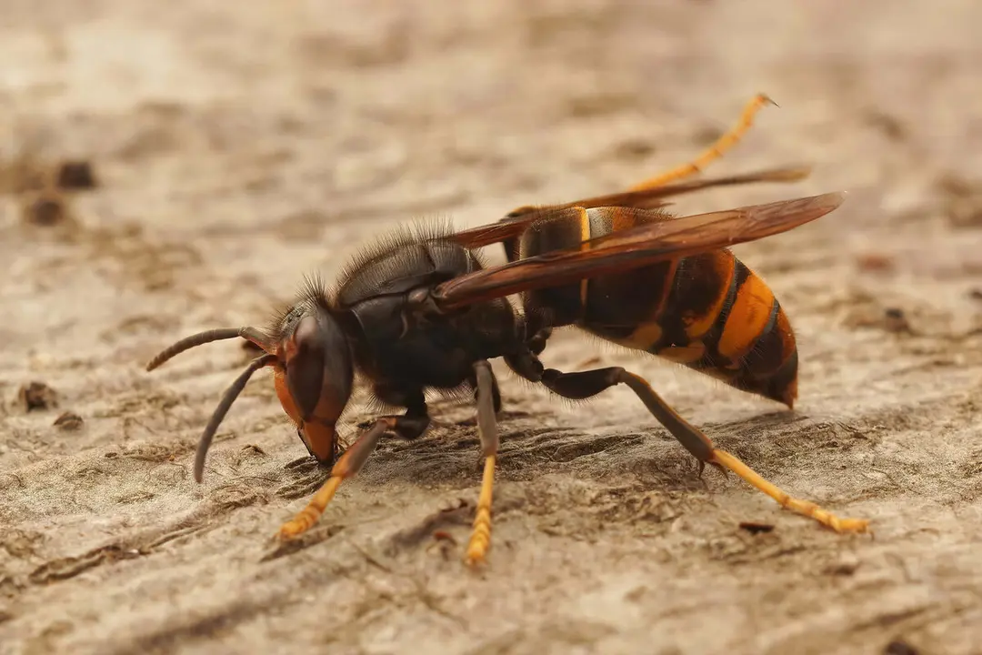 Ejemplar de avispa asi&aacute;tica