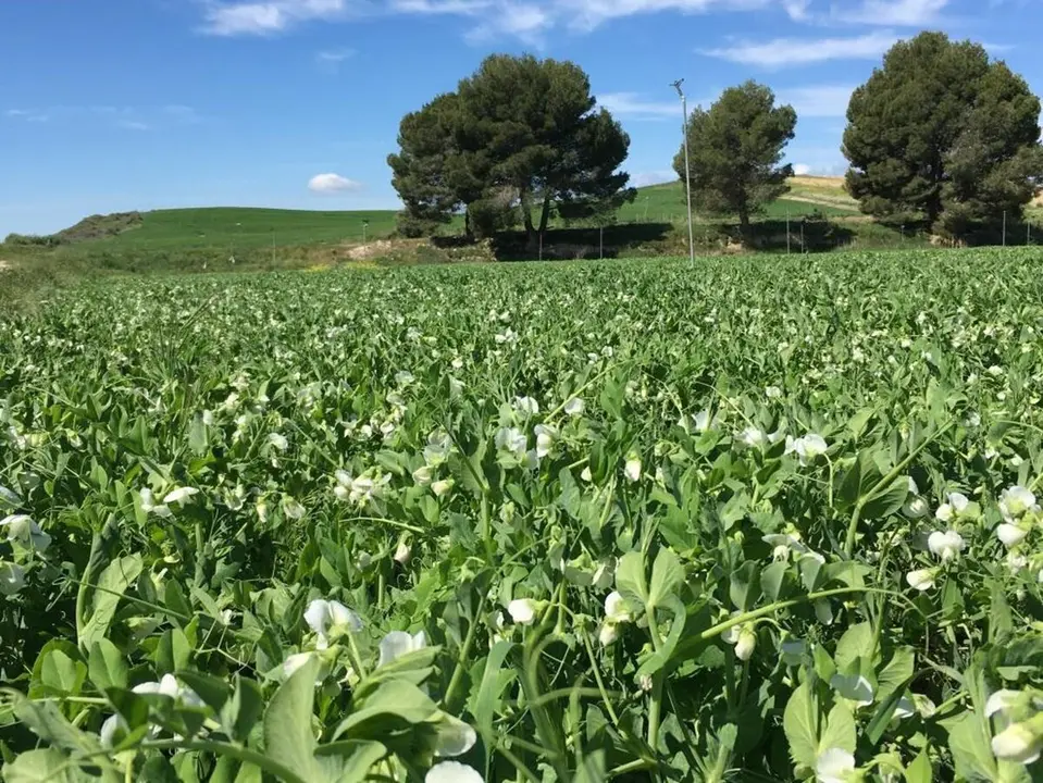 El CITA y participa en 12 Grupos Operativos de la Asociaci&oacute;n Europea de Innovaci&oacute;n Agroalimentaria.