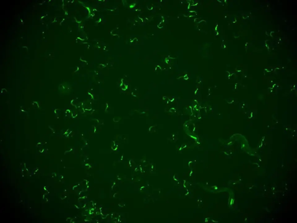 Grupo de 'C. Elegans' infectados visualizados con una lupa. La fluorescencia verde corresponde con las c&eacute;lulas infectadas y permite distinguir animales infectados de sanos.