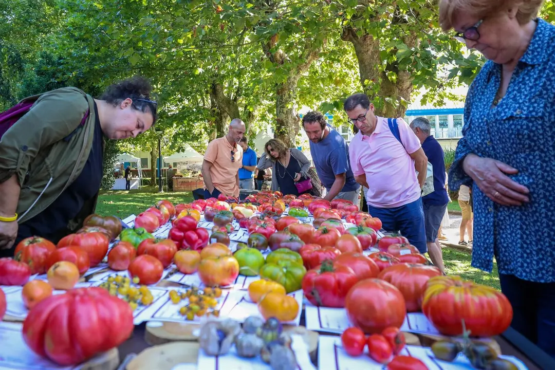 Feria del Tomate Antiguo 2025. AYUNTAMIENTO DE POLANCO