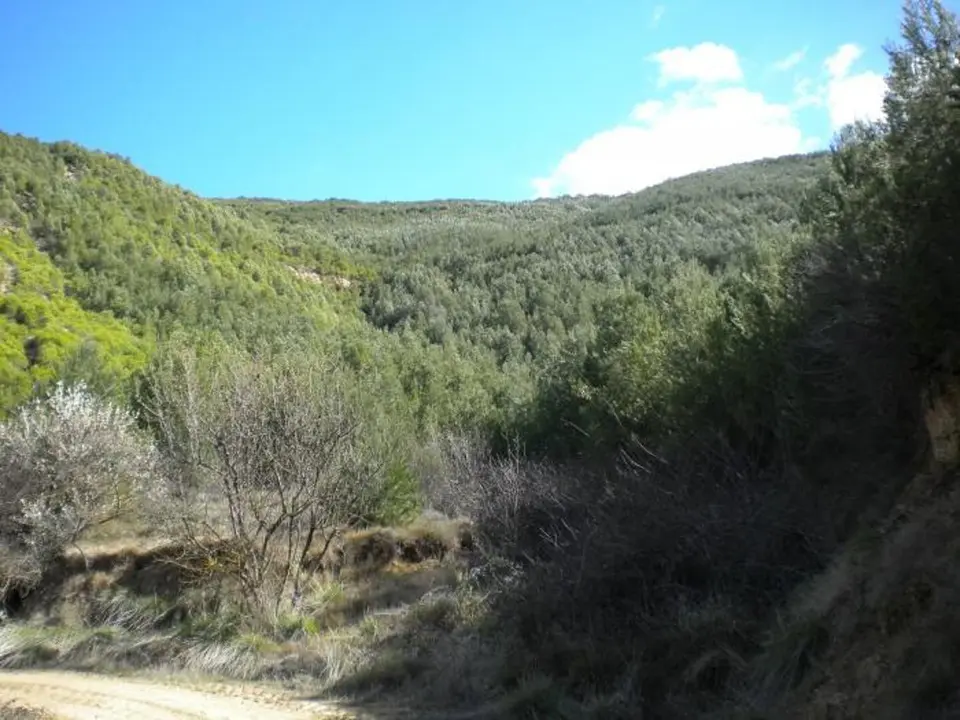 Estado actual de la masa forestal en Castiliscar (Zaragoza). / GOBIERNO DE ARAG&Oacute;N