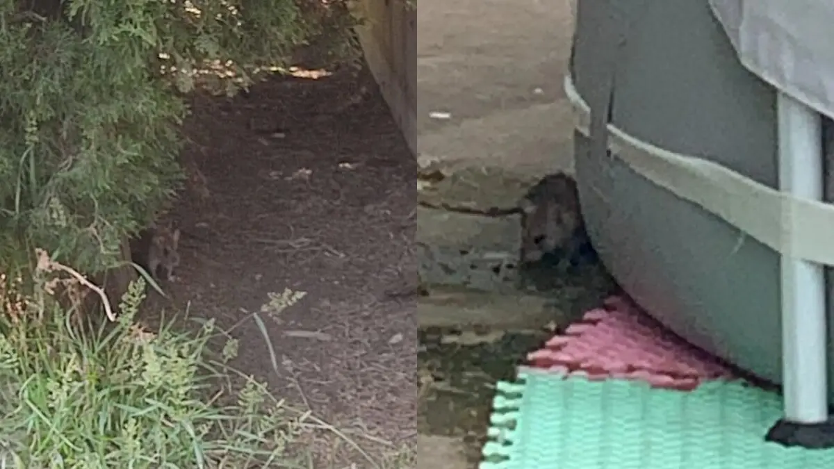 Plaga de ratas ./