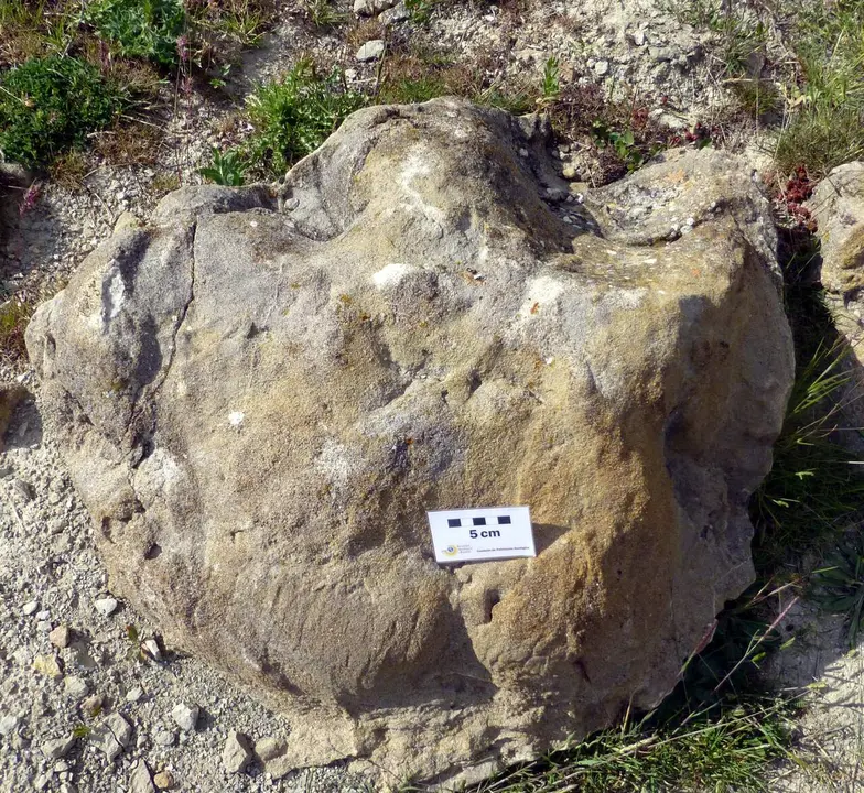 Icnita trid&aacute;ctila del pie de un dinosaurio ornit&oacute;podo en Cedrillas (Teruel). / FUNDACI&Oacute;N DIN&Oacute;POLIS