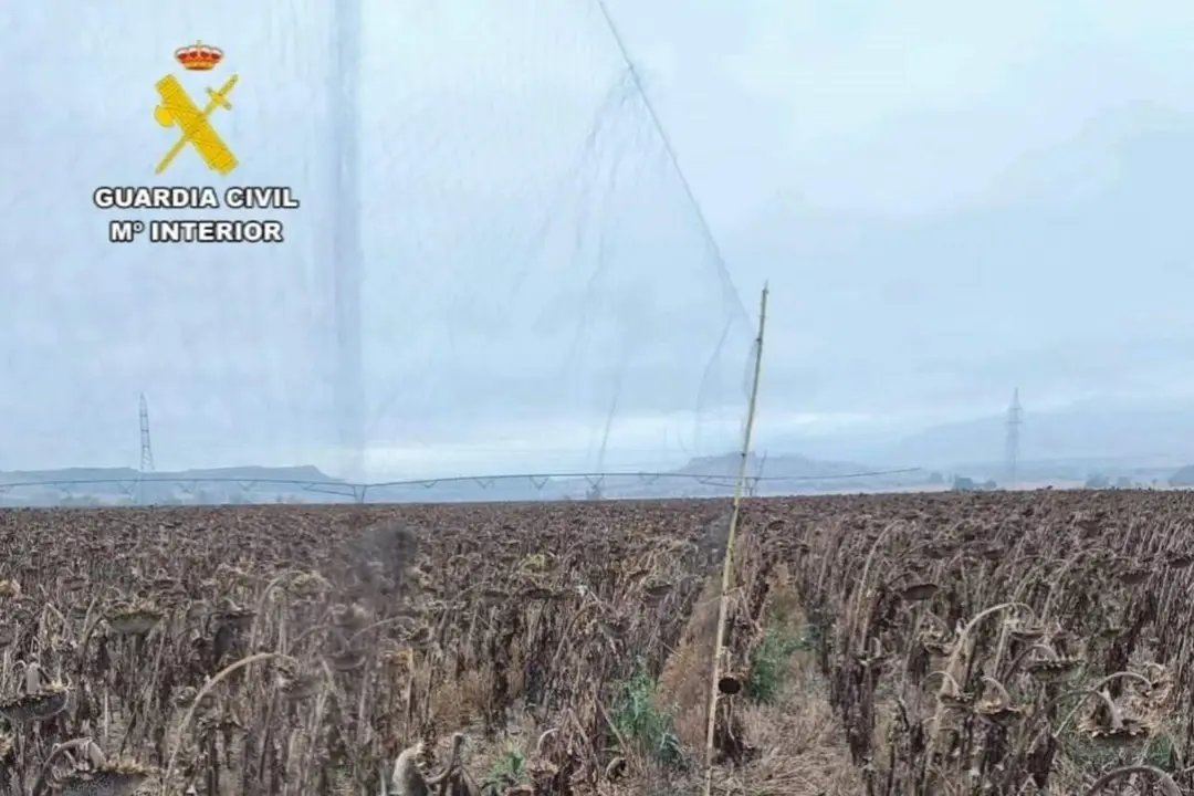 Artes prohibidas para capturar aves en La Sotonera. / EP