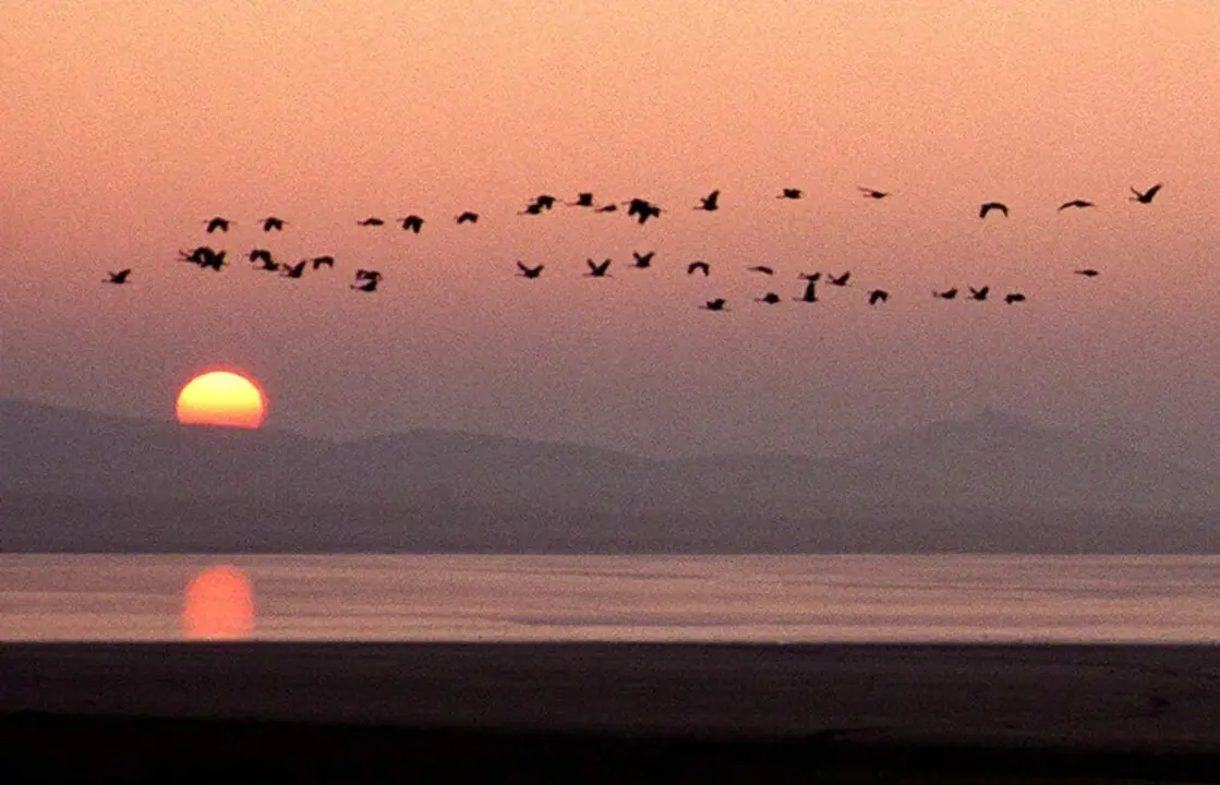 Una bandada de grullas sobrevuela la laguna de Gallocanta en Arag&oacute;n, en una fotograf&iacute;a de archivo. EFE/Gustavo Cuevas
