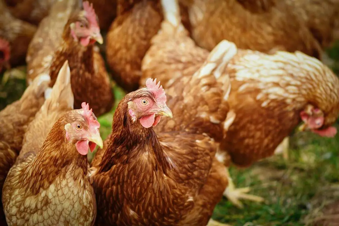 Aves de corral.
- DGA.