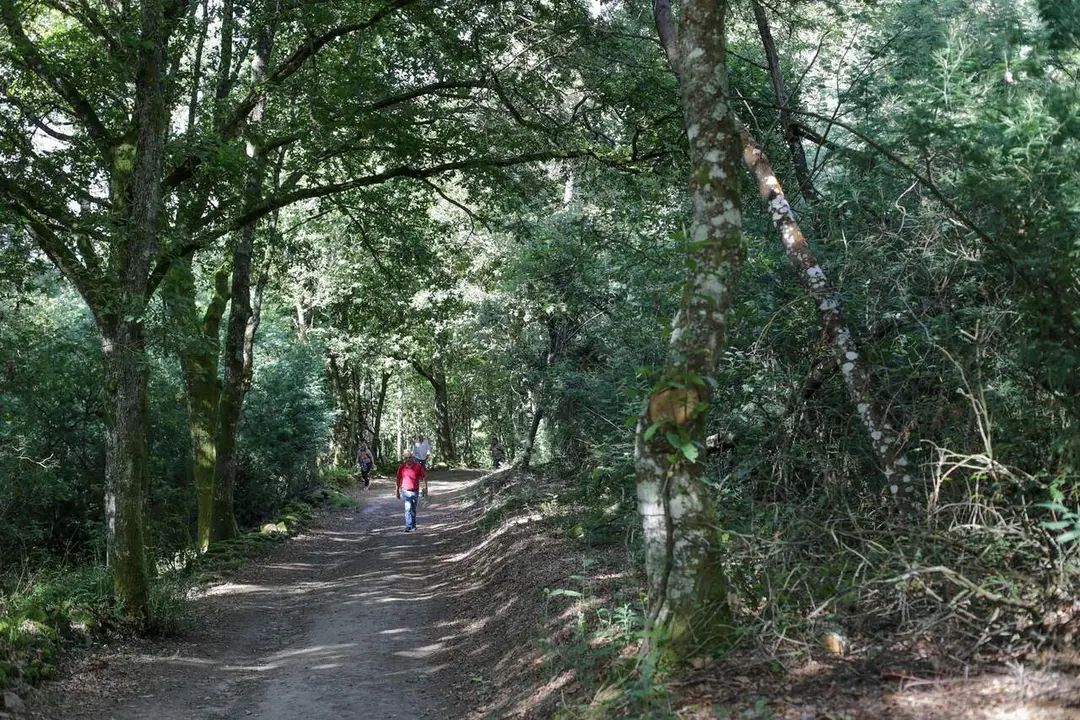 Un bosque de frondosas, en la Ribeira Sacra, a 1 de octubre de 2021,en A Cova, Savi&ntilde;ao, Lugo, Galicia, (Espa&ntilde;a). / EP