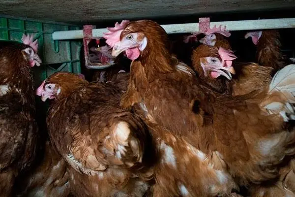 EuropaPress_7019375_igualdad_animal_denuncia_solo_18_hoteles_abastecen_100_huevos_gallinas