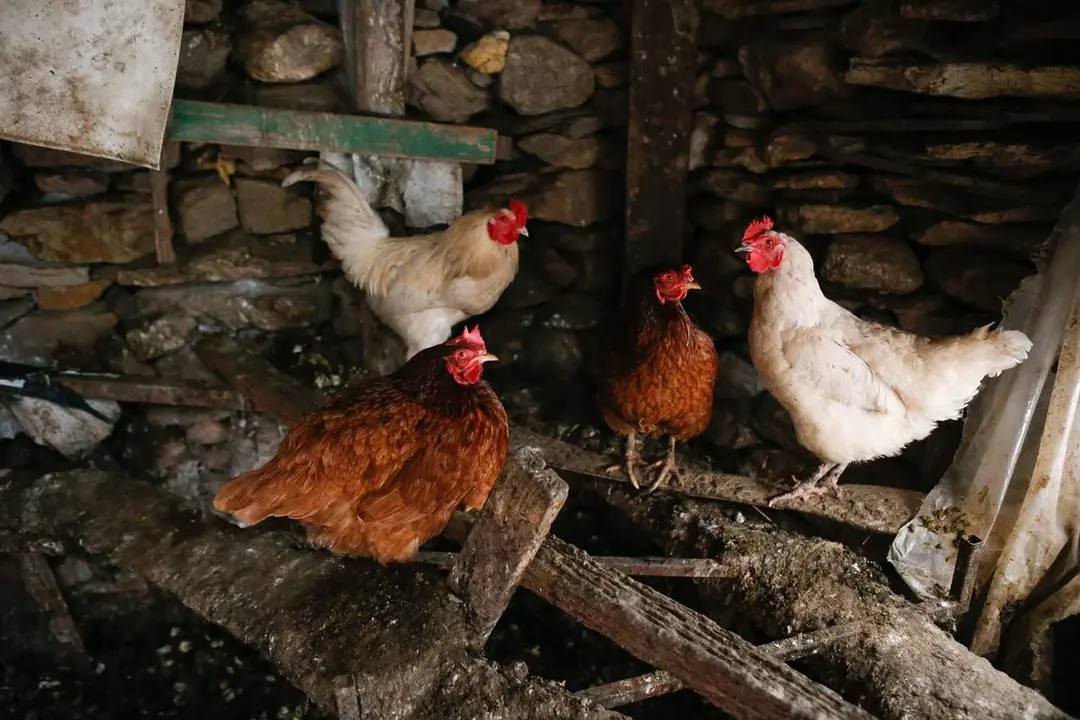 B&oacute;veda y Paradela, Lugo. Explotaciones dom&eacute;sticas de av&iacute;cola. Un decreto gubernamental de 2021 obliga a los propietarios de gallineros y corrales av&iacute;colas de car&aacute;cter dom&eacute;stico a registrar las instalaciones para poder continuar con la cr&iacute;a de aves en las casas. En la imagen, gallinas en un gallinero en Santalla, Paradela, Lugo, en la tarde del mi&eacute;rcoles 6 de marzo