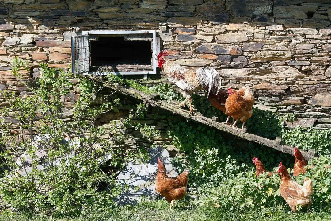 Archivo - Varias gallinas y un gallo en un corral,
- Carlos Castro - Europa Press