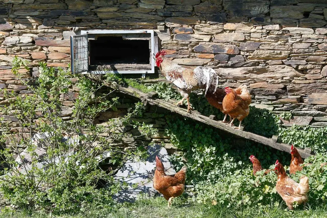 Varias gallinas y un gallo en un corral. / EP